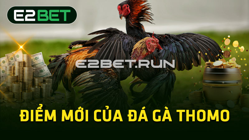 Điểm mới của đá gà Thomo